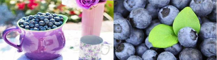 블루베리요거트 블루베리요거트