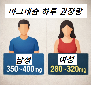 남녀 마그네슘 하루 권장 섭취량 비교 설명 이미지