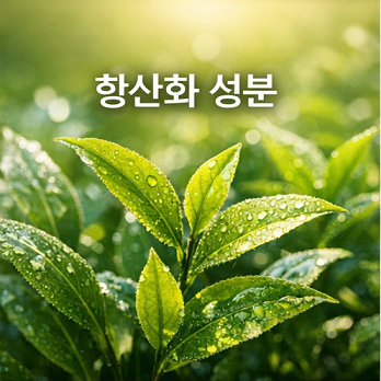 녹차 항산화 성분 카테킨 이미지