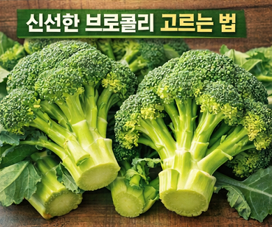 신선한 브로콜리 고르는 방법 진한 녹색 단단한 꽃봉오리