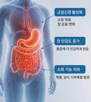 스트레스 시 장 기능 변화와 복통 발생 구조