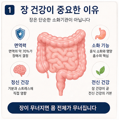장 건강 중요성 면역력 소화기능 전신 건강과 장의 역할 설명 이미지
