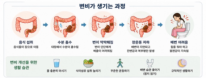 변비가 생기는 과정
