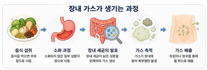 장내 가스가 생기는 과정